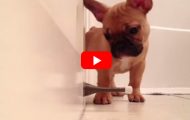 Fransk bulldog-valp oppdager en dørstopper. Ekstrem søthet følger. Fransk bulldog-valp oppdager en dørstopper. Ekstrem søthet følger.