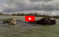 Hvis ikke denne videoen gjør deg GLAD… Vel, da er det ingen håp for deg. Hvis ikke denne videoen gjør deg GLAD… Vel, da er det ingen håp for deg.