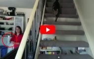 Alle katter jeg vet om løper og gjemmer seg. Jeg har aldri sett en katt gjøre DETTE. Alle katter jeg vet om løper og gjemmer seg. Jeg har aldri sett en katt gjøre DETTE.