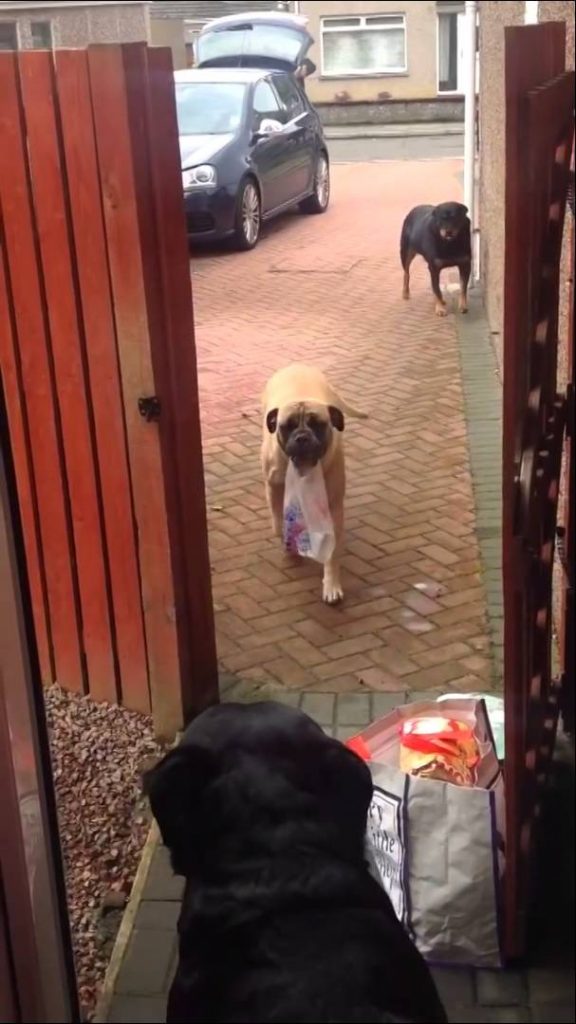 Hva Skjer Når Hunden Dør