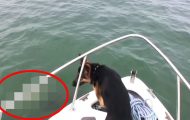 En hund legger merke til noe i vannet. Eieren får hjertet i halsen da han gjør DETTE. En hund legger merke til noe i vannet. Eieren får hjertet i halsen da han gjør DETTE.