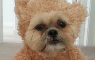 Denne hunden utkledd som en teddybjørn vil fylle hjertet ditt av glede. Herreguuud. Denne hunden utkledd som en teddybjørn vil fylle hjertet ditt av glede. Herreguuud.