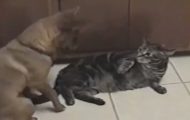 Da denne hunden oppsøkte familiens katt, skjedde det noe hysterisk morsomt. Da denne hunden oppsøkte familiens katt, skjedde det noe hysterisk morsomt.