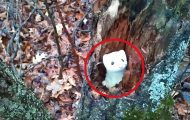 Da han kom over en merkelig, småskremt og nysgjerrig skapning i et tre, tok han raskt frem kameraet. Da han kom over en merkelig, småskremt og nysgjerrig skapning i et tre, tok han raskt frem kameraet.