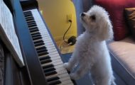 Å se denne lille hunden spille piano som en proff vil gjøre deg sjalu… Og glad. Å se denne lille hunden spille piano som en proff vil gjøre deg sjalu… Og glad.