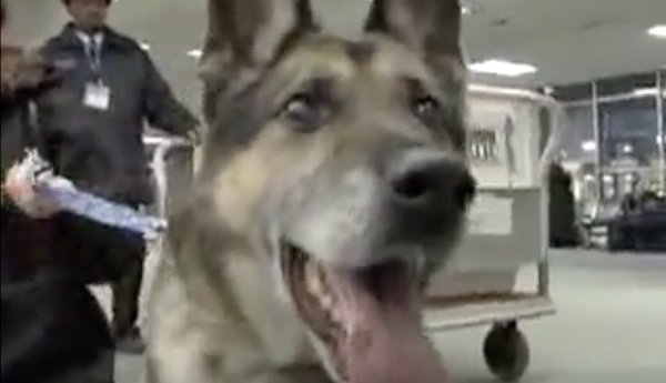 Hva Skjer Når Hunden Dør