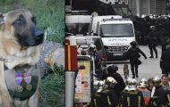 Modig politihund gjorde den ultimate ofringen idet hun fanget terrorister bak Paris-angrepene. Modig politihund gjorde den ultimate ofringen idet hun fanget terrorister bak Paris-angrepene.