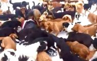 Hundrevis av hjemløse hunder strevde med å overleve på gata. Så forandret én mann alt. Hundrevis av hjemløse hunder strevde med å overleve på gata. Så forandret én mann alt.
