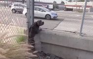 Han finner en pitbull farlig nær motorveien – da gjør han det utenkelige. Han finner en pitbull farlig nær motorveien – da gjør han det utenkelige.