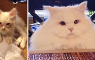 Sultende kattunge reddet fra veikanten overrasker menneskene med sin ekstreme pels. Sultende kattunge reddet fra veikanten overrasker menneskene med sin ekstreme pels.