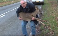 Mannen plukker opp en skadet hjort på veien. Det er da han innser den skremmende sannheten… Mannen plukker opp en skadet hjort på veien. Det er da han innser den skremmende sannheten…