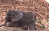 Babyelefanten ble utstøtt av flokken sin – men se hvem som kommer til unnsetning! Babyelefanten ble utstøtt av flokken sin – men se hvem som kommer til unnsetning!