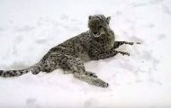 Denne geparden opplever sin første snø noensinne… Men se nå hvem som kommer for å leke. Denne geparden opplever sin første snø noensinne… Men se nå hvem som kommer for å leke.