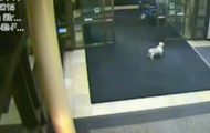 Et overvåkingskamera fanget en hund snike seg inn på et sykehus. Bare følg med på hvor hun går… Et overvåkingskamera fanget en hund snike seg inn på et sykehus. Bare følg med på hvor hun går…