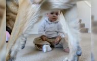 Babyen stjeler schæferens godbit. Hundens reaksjon fikk meg til å smile bredt. Babyen stjeler schæferens godbit. Hundens reaksjon fikk meg til å smile bredt.